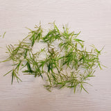 Guppy Grass (Najas guadalupensis) Handful