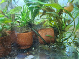 Long-Arm Native Shrimp (Large)