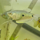 Blue Gourami (Trichopodus trichopterus)