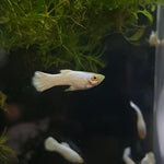 White Luminous Guppy