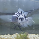 Convict Cichlid