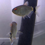 Lamp Eye Tetra