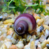 Magenta Mystery Snail -Small