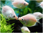 Balloon Pink Kissing Gourami