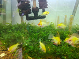 Golden Balloon Ram Cichlid