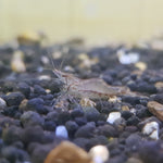 Assorted Native Algae Eating Shrimp