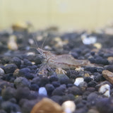 Assorted Native Algae Eating Shrimp