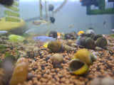 Japanese Rice Fish (Red/Blue Stardust Medakas)