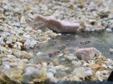 Baby Convict Cichlid