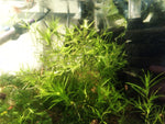 Guppy Grass (Najas guadalupensis)