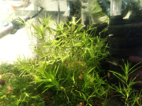 Guppy Grass (Najas guadalupensis)
