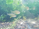 Lemon tetra