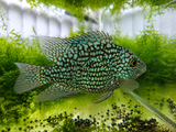 Blue Texas Cichlid XL (13-15cm)