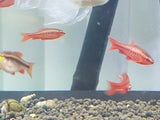 Cherry Barb