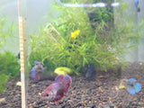 Assorted Female Betta