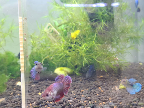 Assorted Female Betta – Sydney Aquascapes