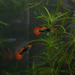 Koi Tuxedo Guppy