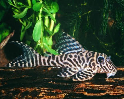 King Tiger pleco L066