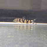 Yo Yo Loach