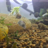 Assorted Mystery Snail - Baby