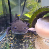 Axolotl Giant Black