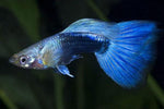 Blue Neon Guppy (Male)