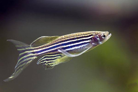 Longfin Zebra Danio