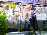 Red cap Angel fish (5-7cm)