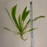 Echinodorus Amazonicus 'Amazon Sword'