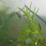 Pea Puffer