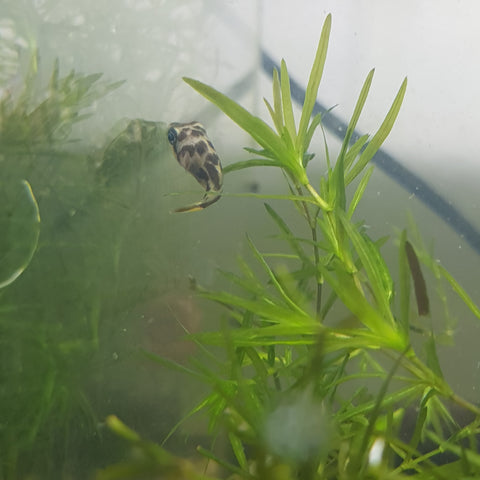 Pea Puffer
