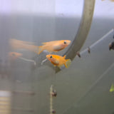 Japanese Rice Fish ( Red Stardust Medakas)