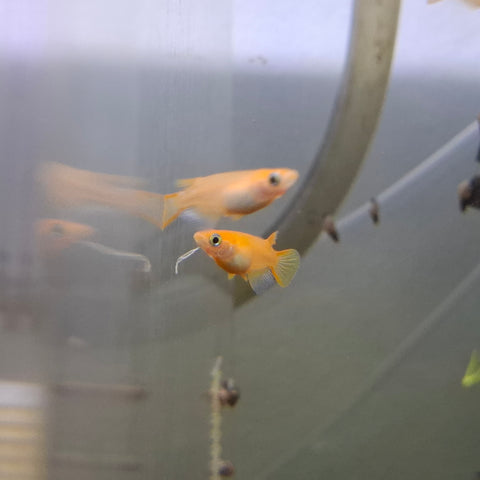 Stardust Ricefish Japanese Rice Fish (Platinum Medaka) - Buy Online – Sydney Aquascapes