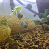 Assorted Mystery Snail - Baby