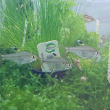 X ray Tetra