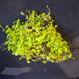 Hydrocotyle Sibthorpioides Bunch