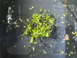 Guppy Grass (Najas guadalupensis)
