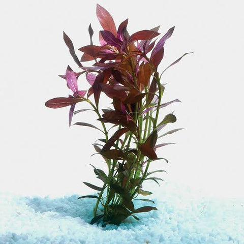 Ludwigia Narrow Leaf