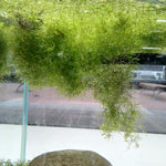 Riccia Fluitans