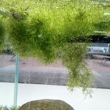 Riccia Fluitans