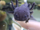 Axolotl Giant Black