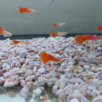 Red Albino Guppy