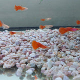 Red Albino Guppy