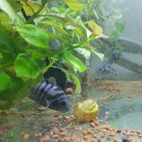 Convict Cichlid