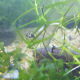Pea Puffer