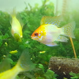 Golden Balloon Ram Cichlid