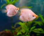 Balloon Pink Kissing Gourami
