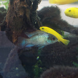 Neon Blue Acara Cichlid