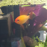 Golden Ram Cichlid