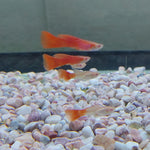 Red Albino Guppy